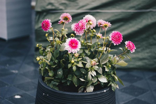 Décoration : Les Meilleurs Sites pour Trouver des Vases Exceptionnels en Ligne